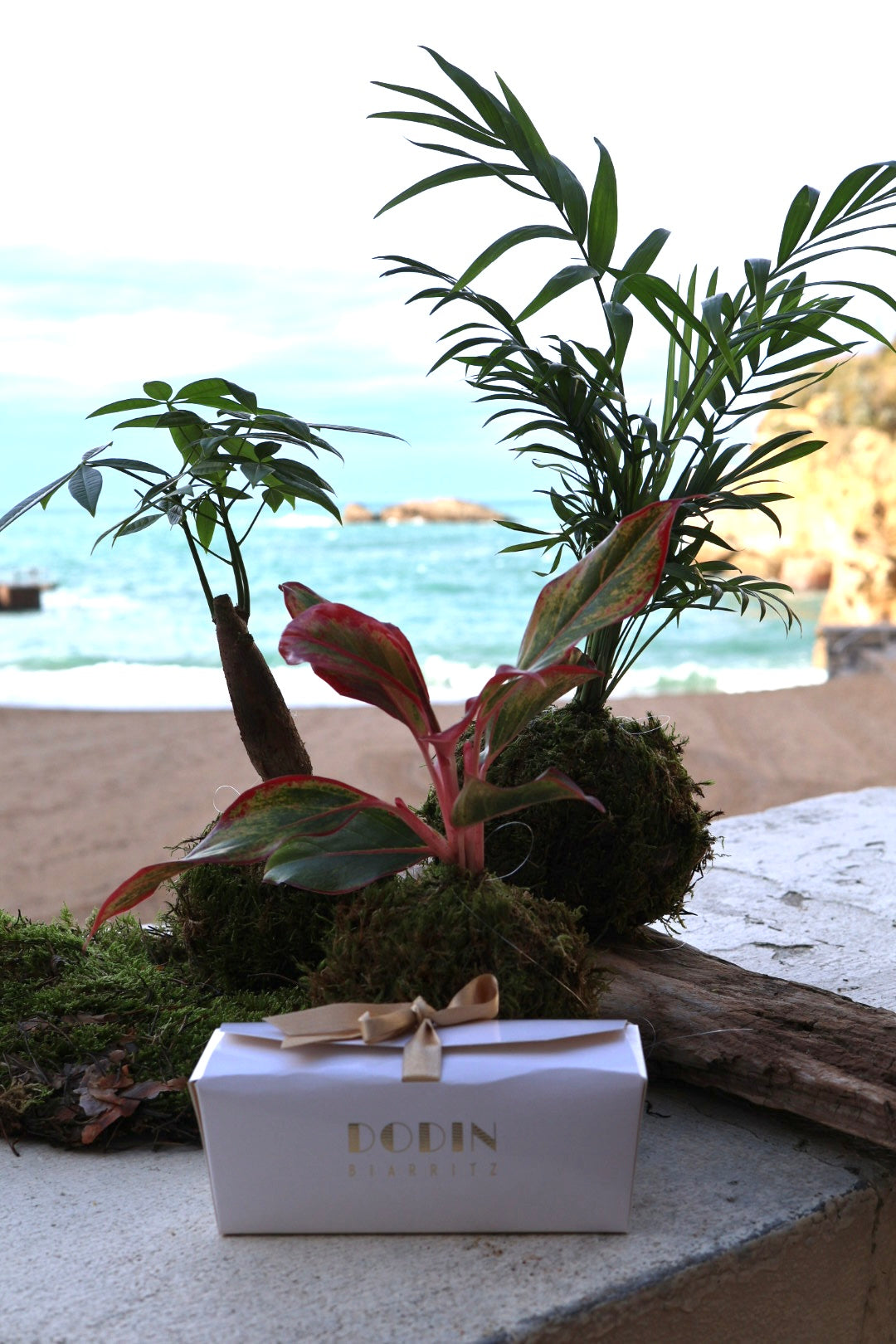 Atelier Kokedamas - avec Anne-Laure