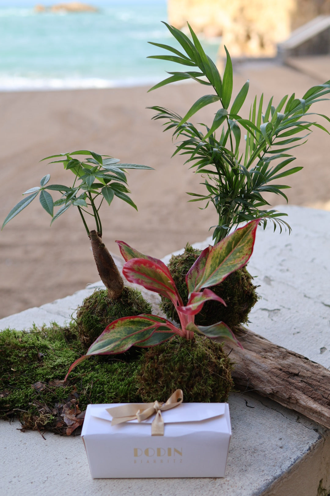 Atelier Kokedamas - avec Anne-Laure