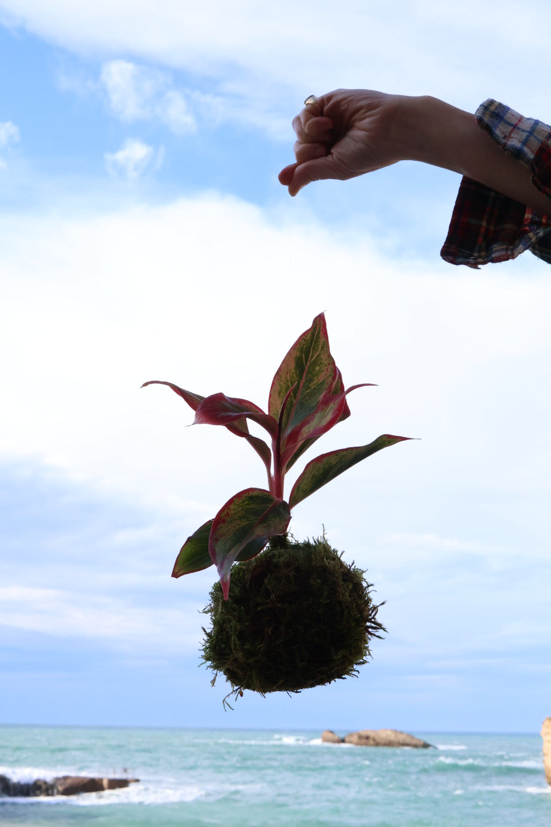 Atelier Kokedamas - avec Anne-Laure