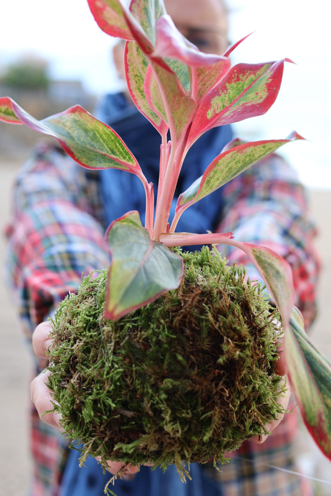 Atelier Kokedamas - avec Anne-Laure