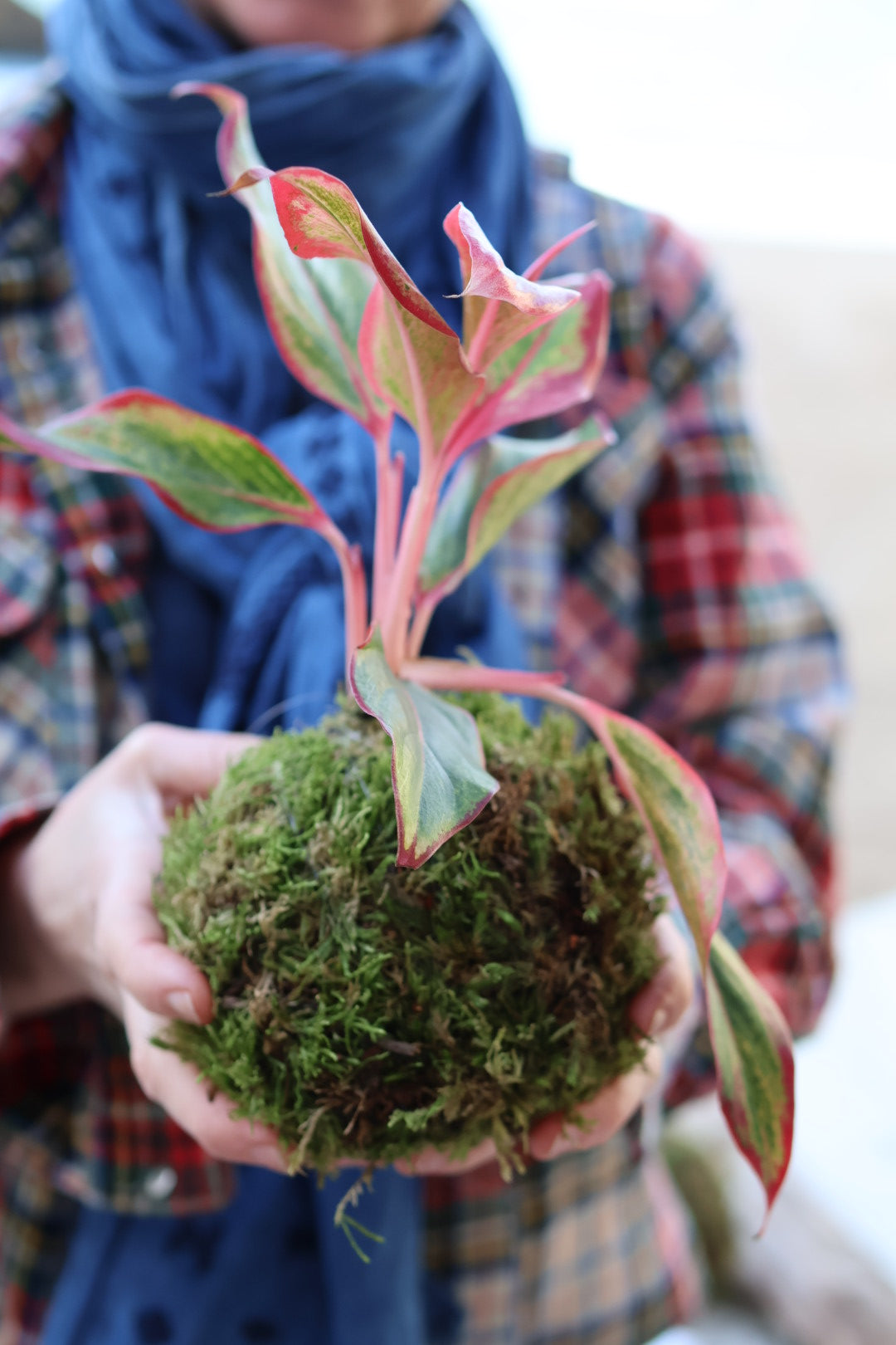 Atelier Kokedamas - avec Anne-Laure